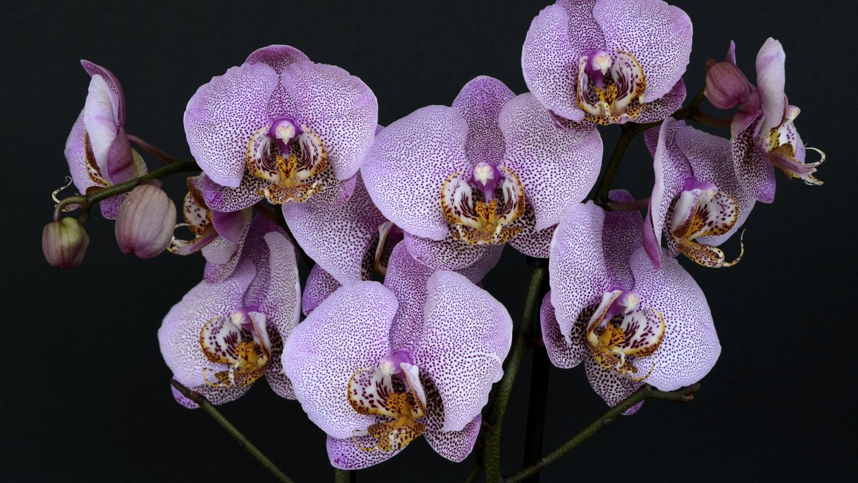 Орхидея Phalaenopsis Mariola