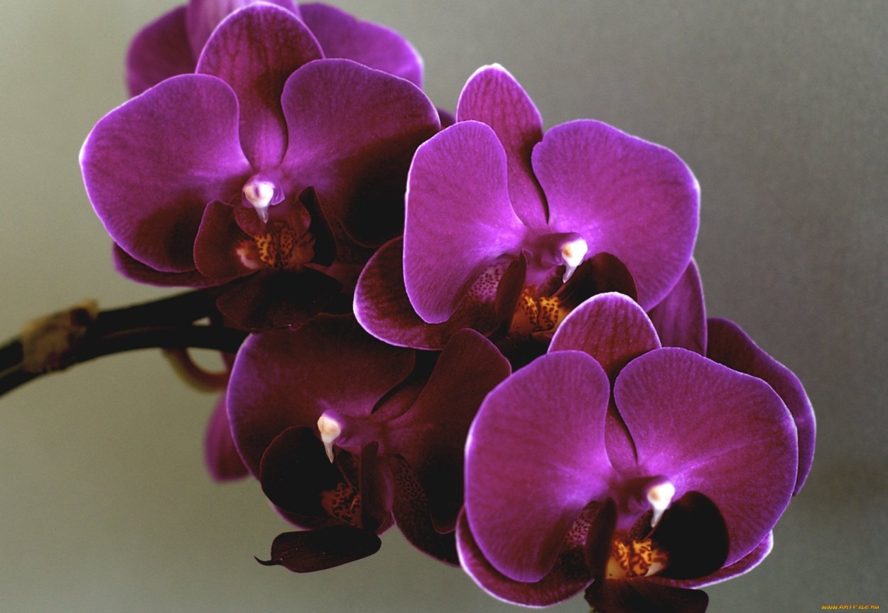 Орхидея Phalaenopsis