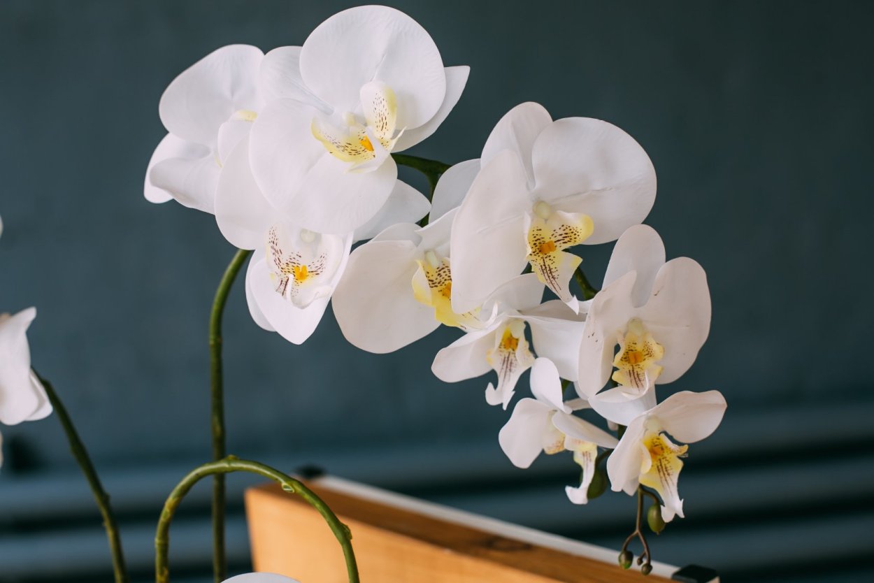Lush Orchids Phalaenopsis