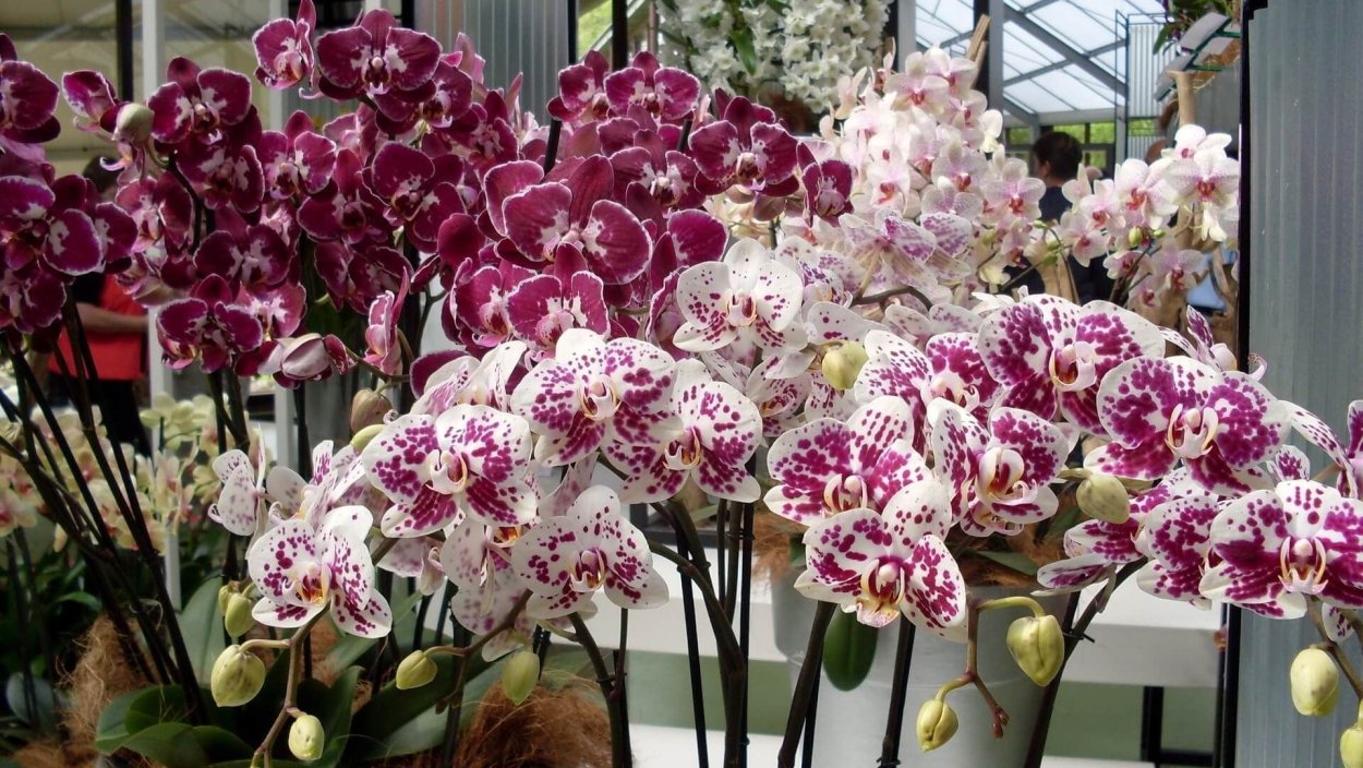 Орхидея Phalaenopsis
