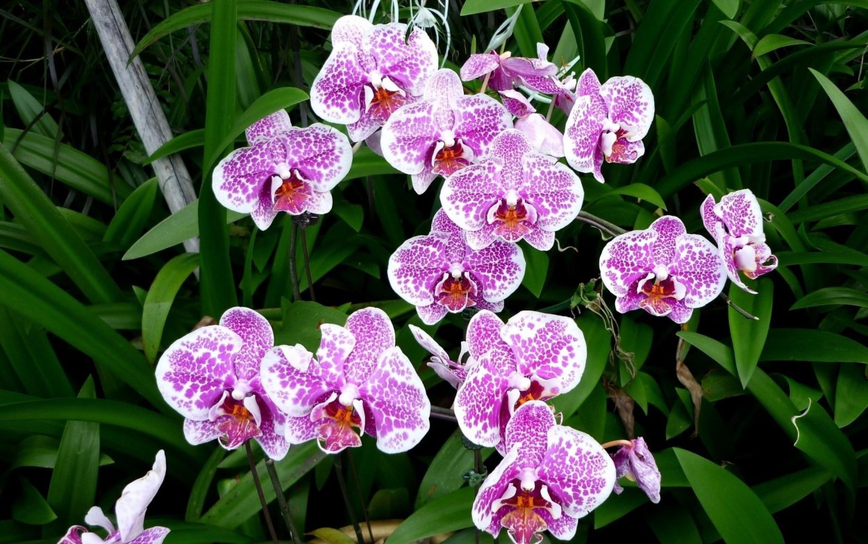 Орхидея Bernhard Phalaenopsis