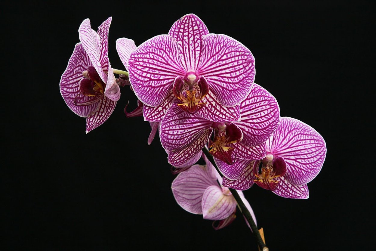 Фаленопсис Орхидея Pink