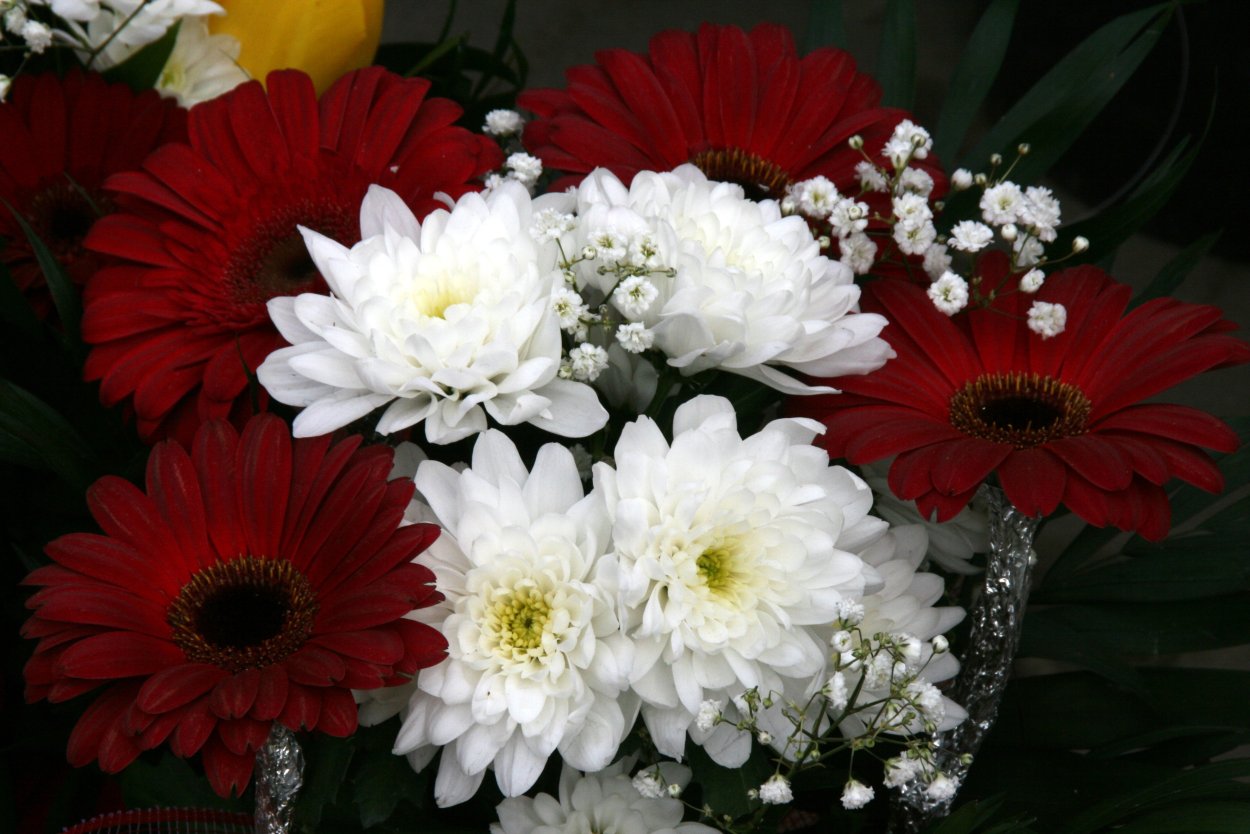 Флористы о гербере