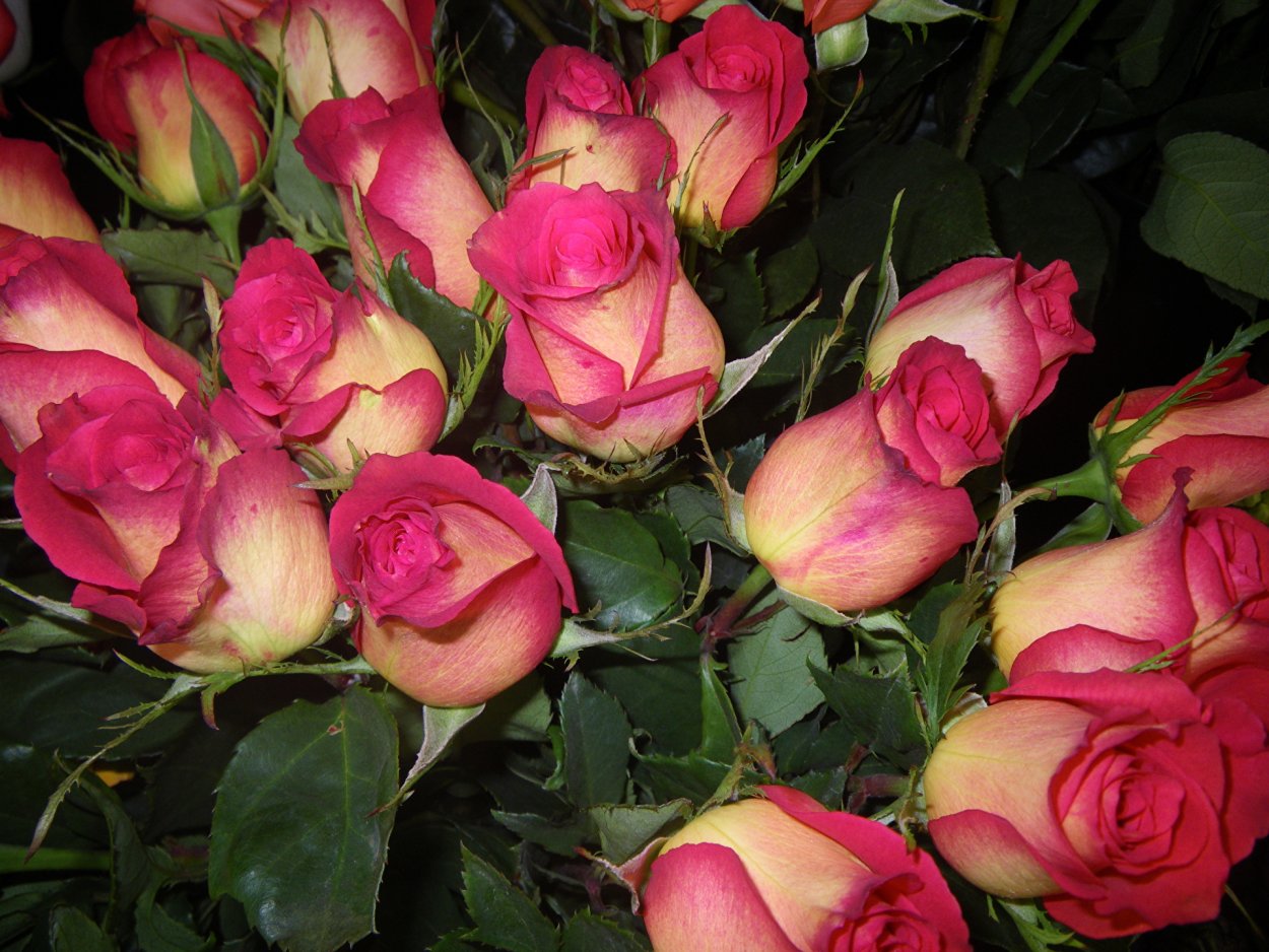 Роза Стелла Магна