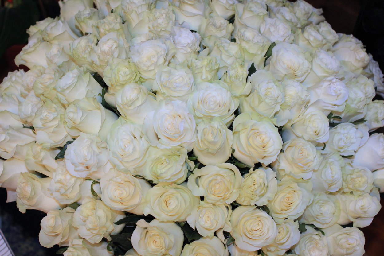 Роза Вайт Клауд