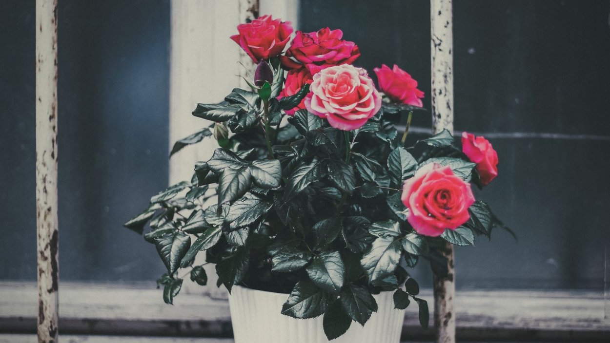 Розы зацветут лишь для терпеливых