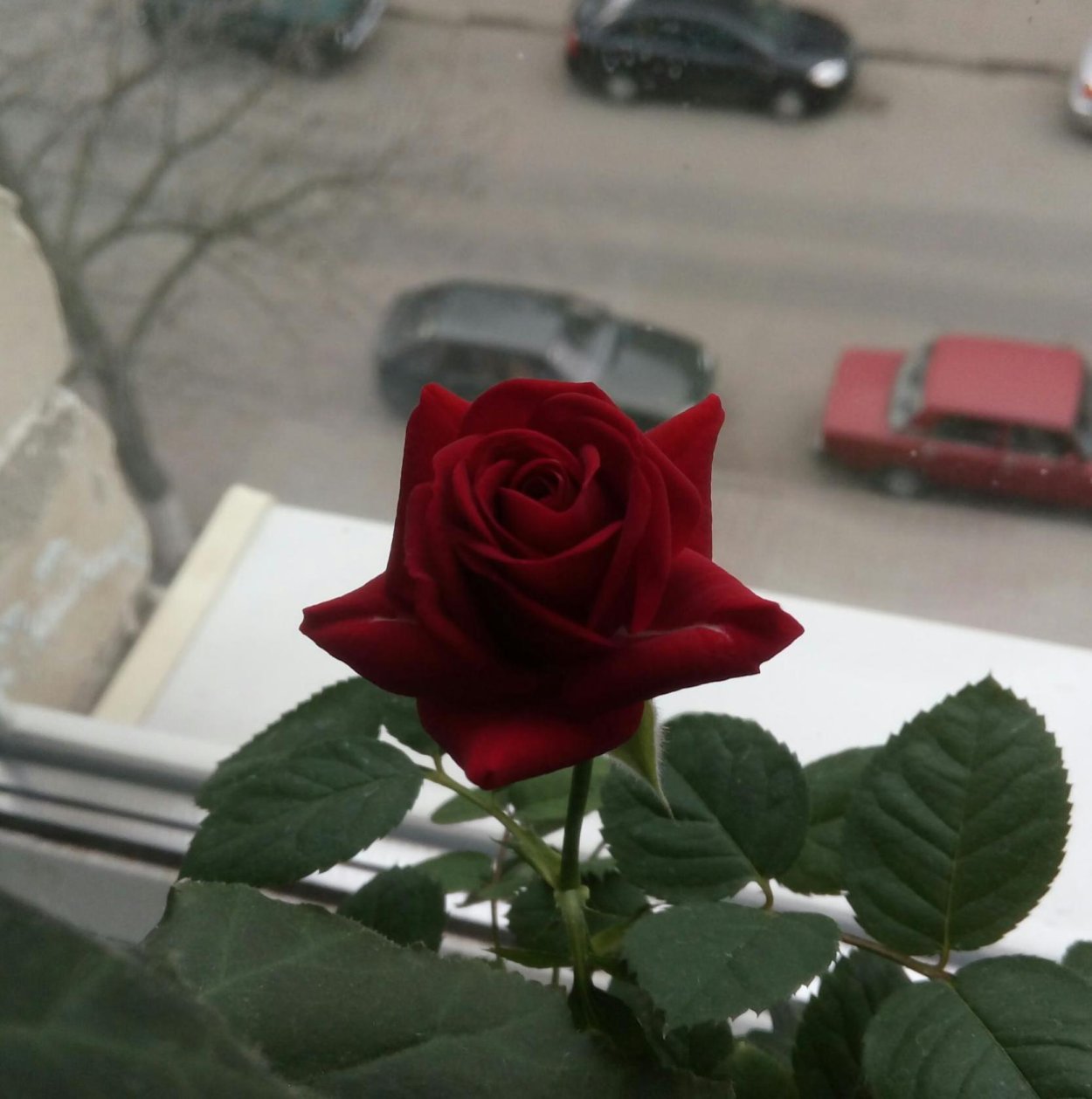 Букет роз от любимого