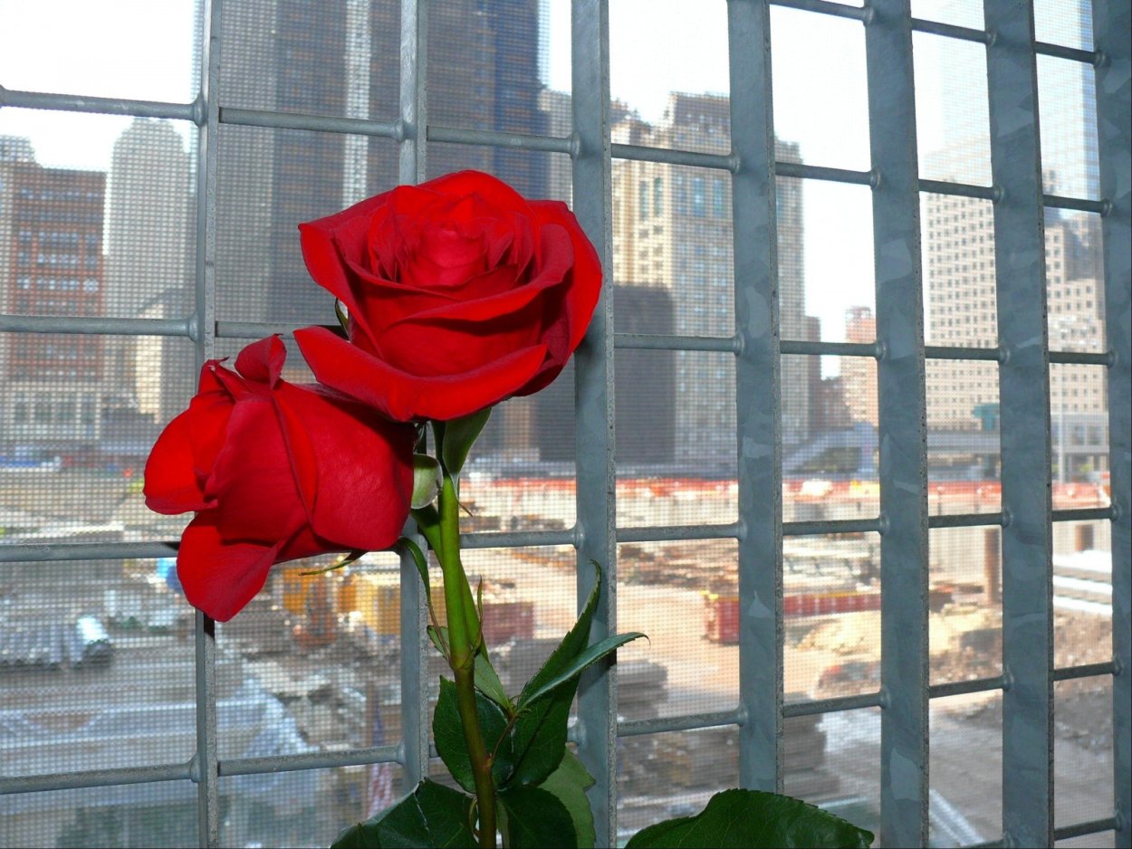 Цветы на зимнем окне