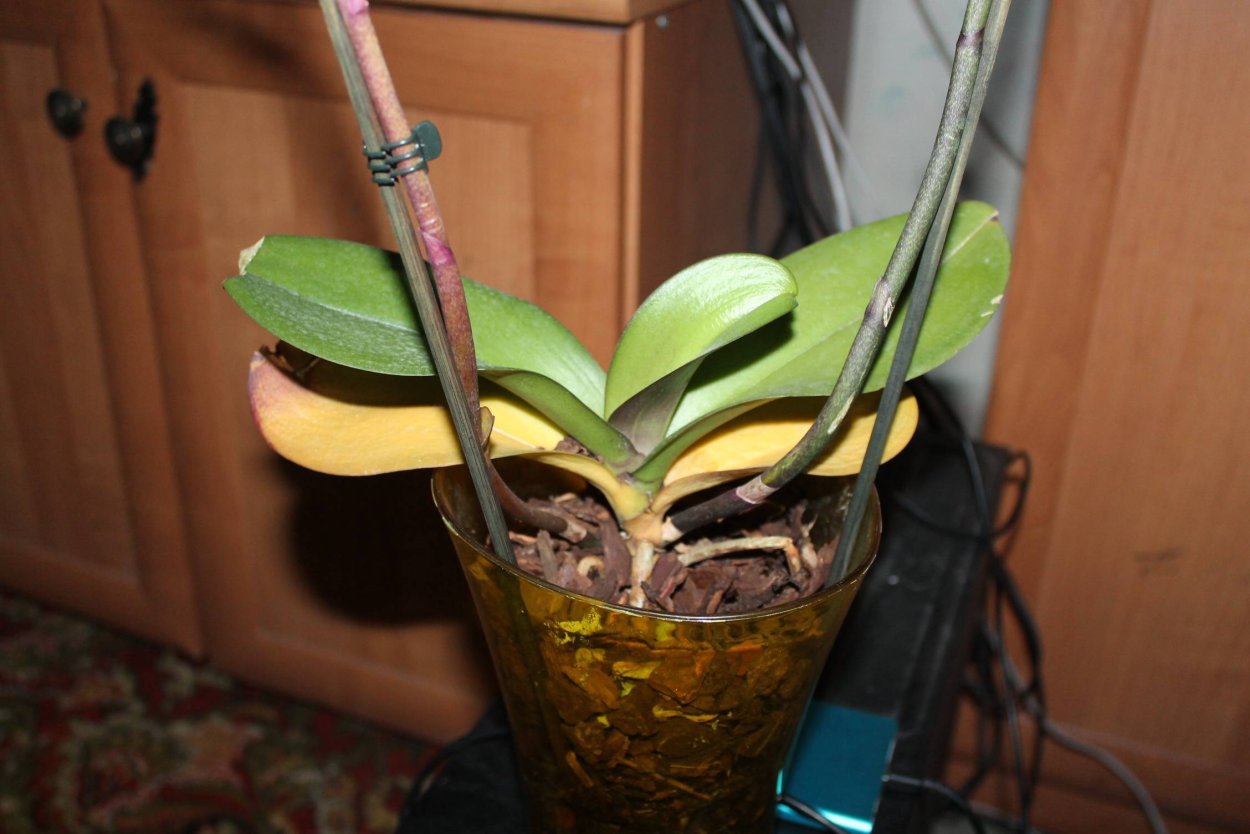 У орхидеи желтая окантовка листьев