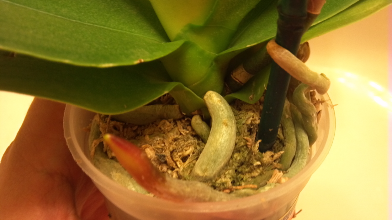 Орхидей фаленопсис корни у орхидей