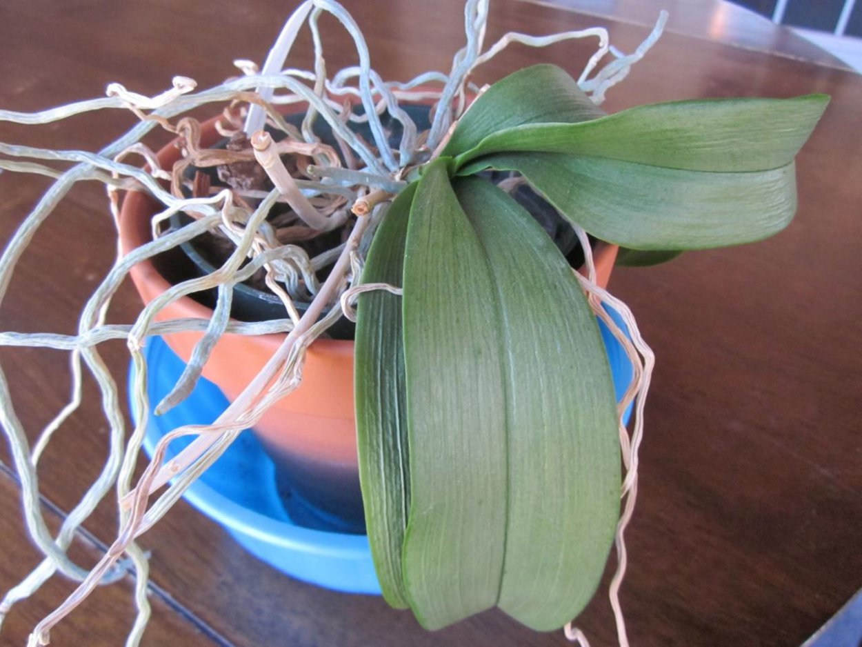 Орхидея обрезать корни