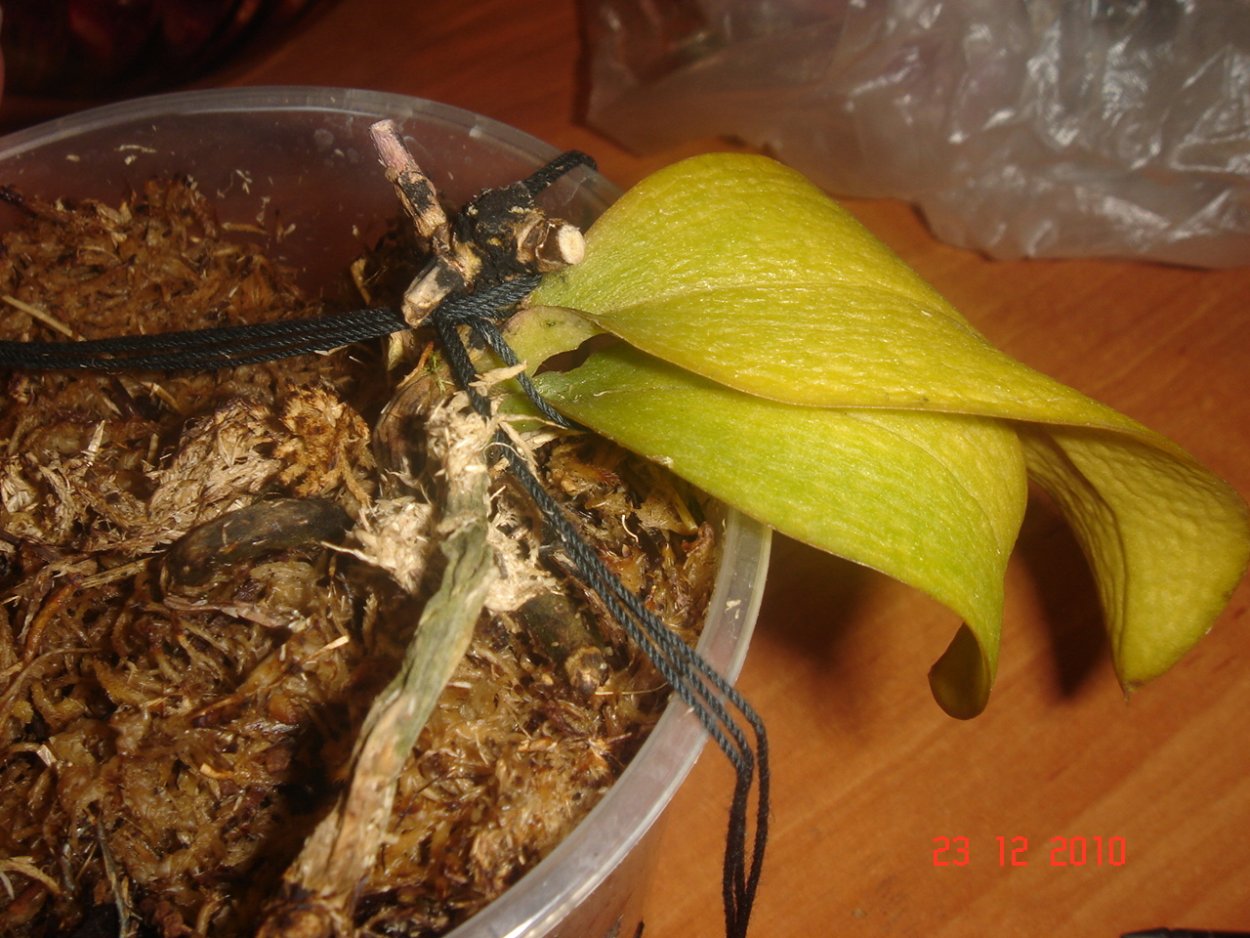 Реанимация листьев орхидеи фаленопсис