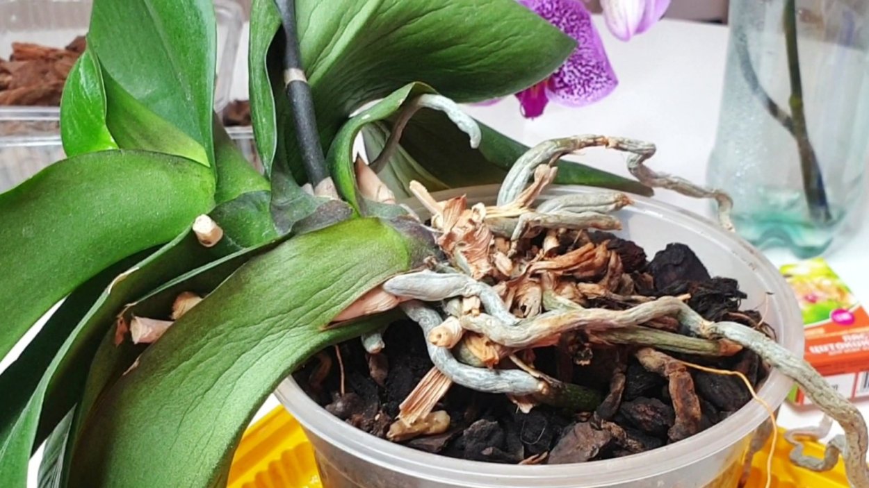 Фаленопсис из корня