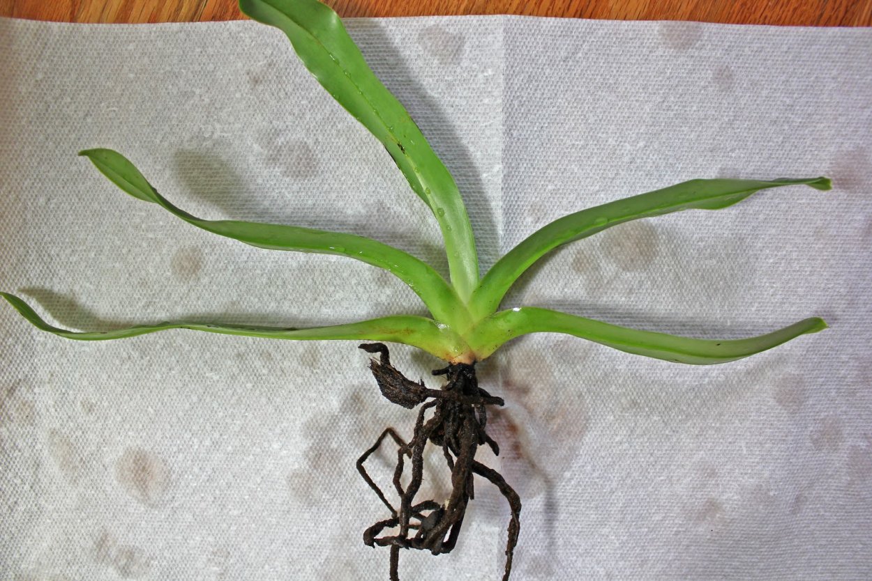 Болезни корней орхидей фаленопсис