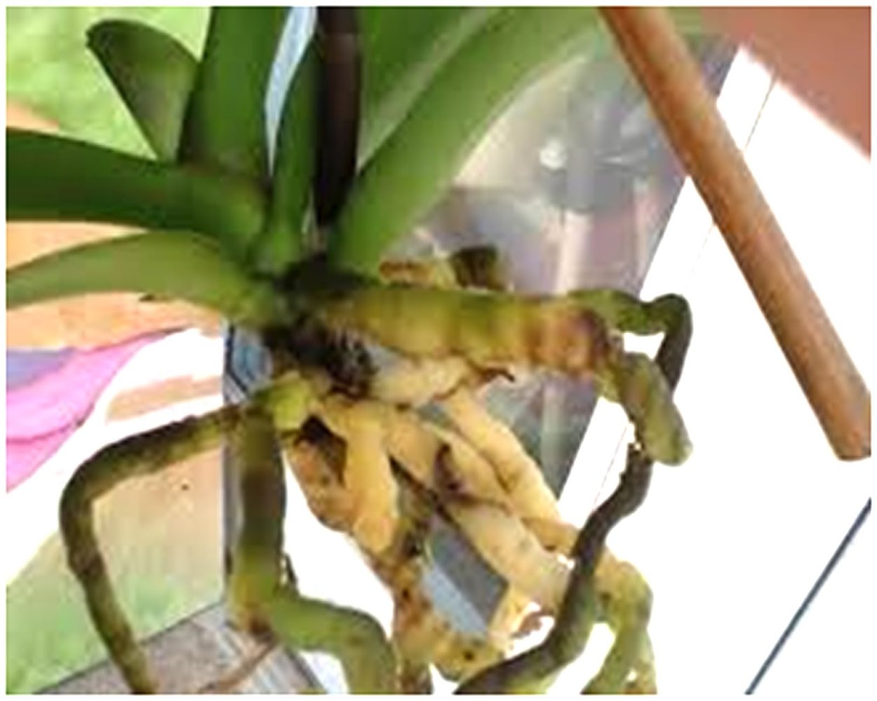 Орхидея фаленопсис сгнили корни