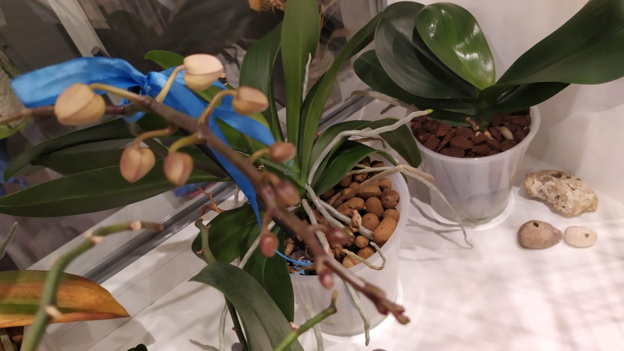 Орхидея фаленопсис вянут листья