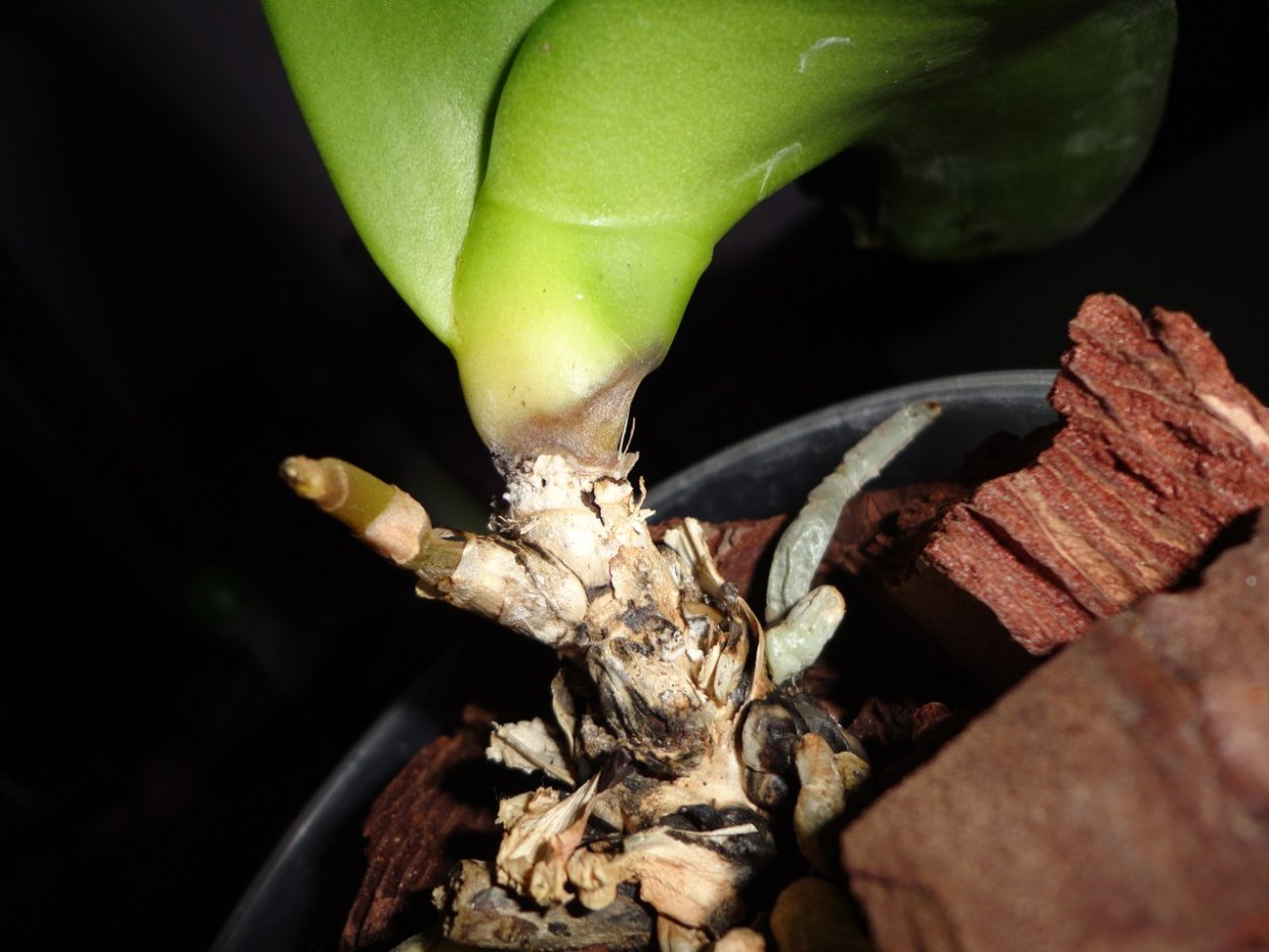 Орхидея кочерыжка