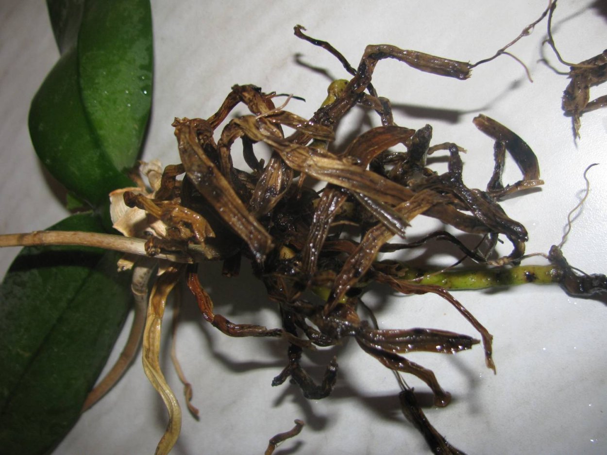 Орхидея засохла на стрелке корень выпустила