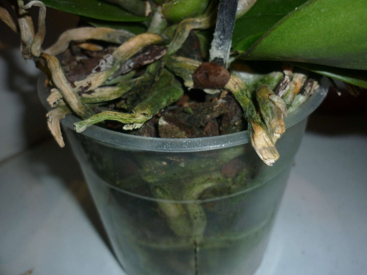 Орхидея фаленопсис пожелтели листья