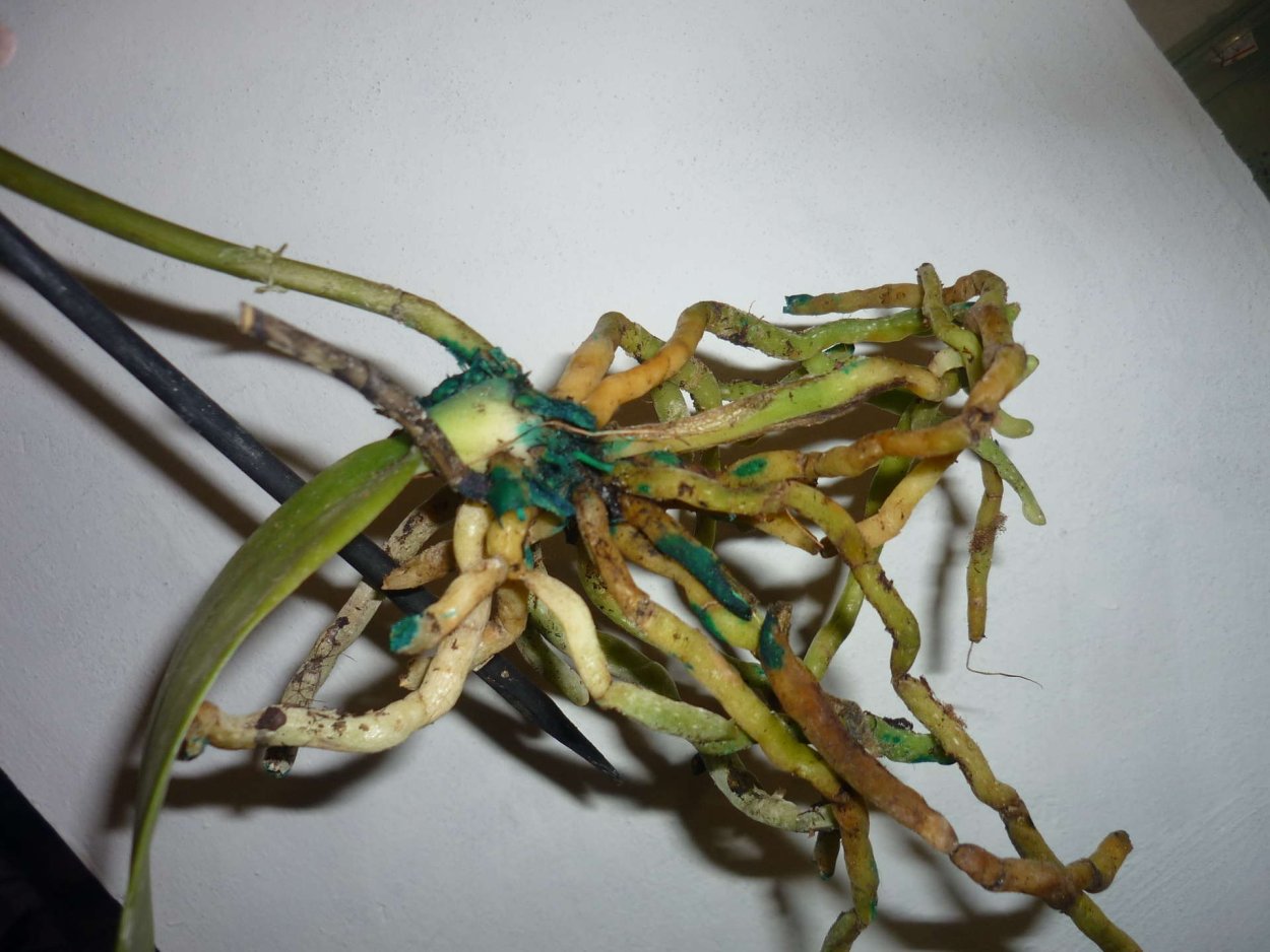 Ризоктониоз орхидеи фаленопсис