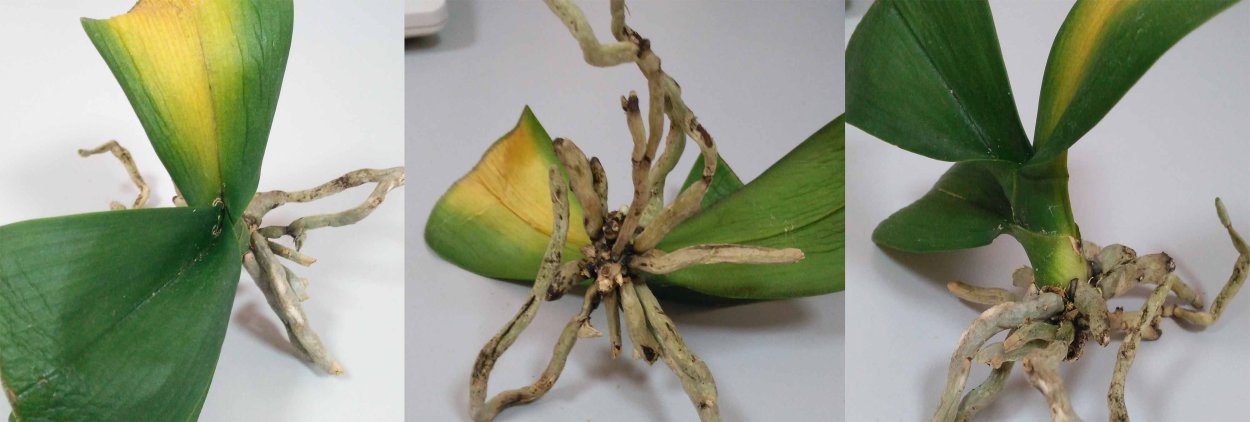 Дендробиум онцидиум