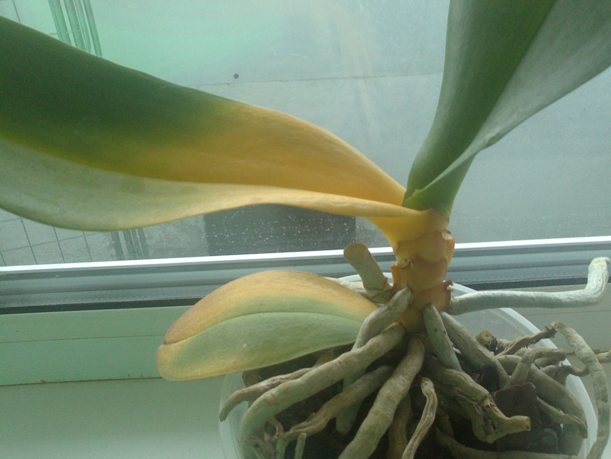 Корни орхидеи нефотосинтезирующие