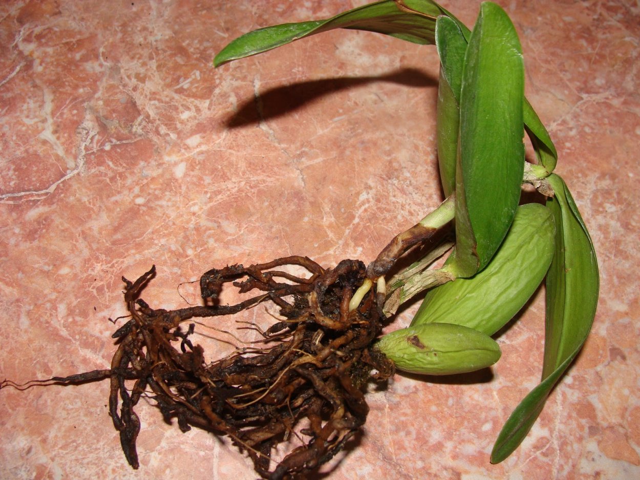 Корневище орхидеи похоже на яички