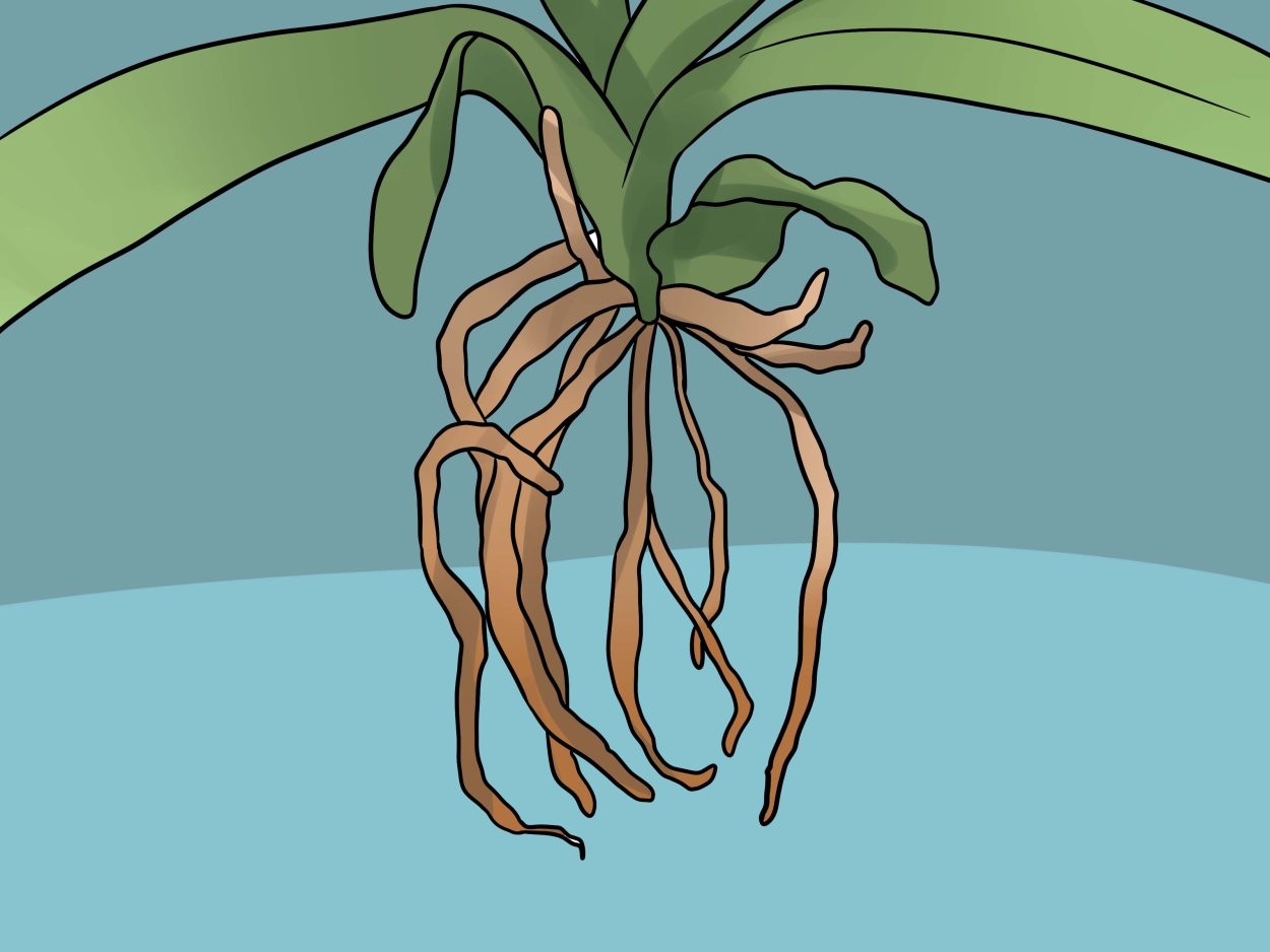 Плохие корни у орхидеи