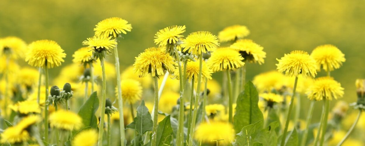 Фон для группы одуванчики