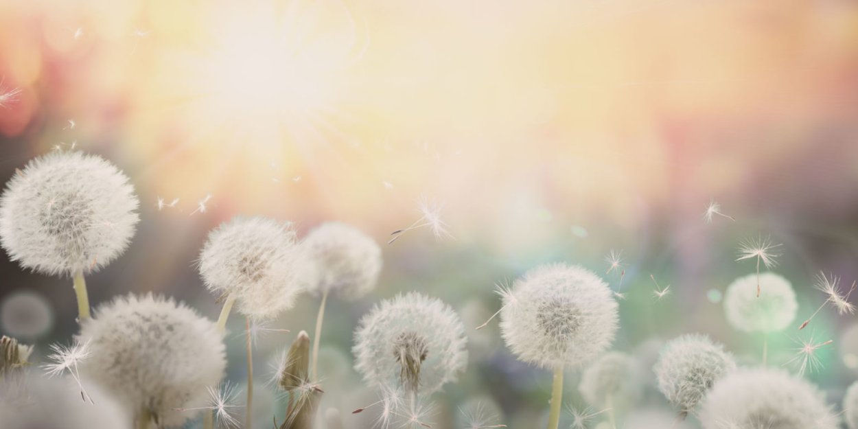 Фото одуванчика белого