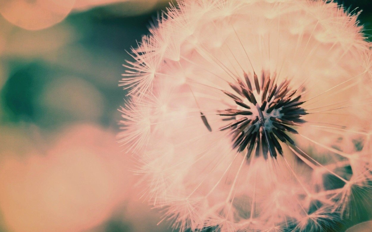 Одуванчик макро