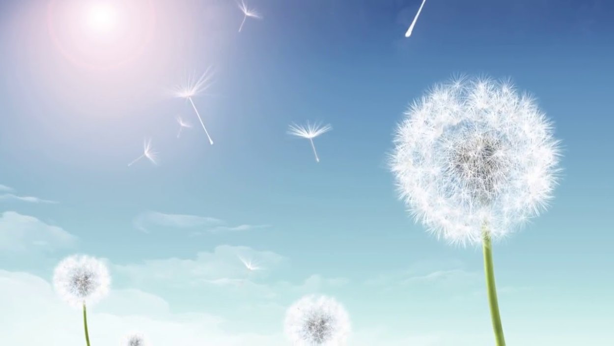 Одуванчик желтый и белый