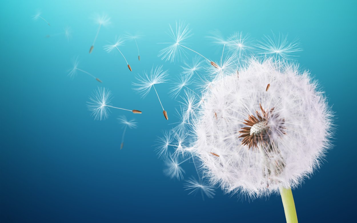 Фон для рабочего стола одуванчик на голубом фоне