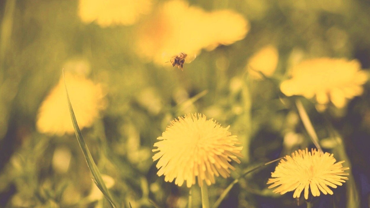 Одуванчики фото на рабочий стол