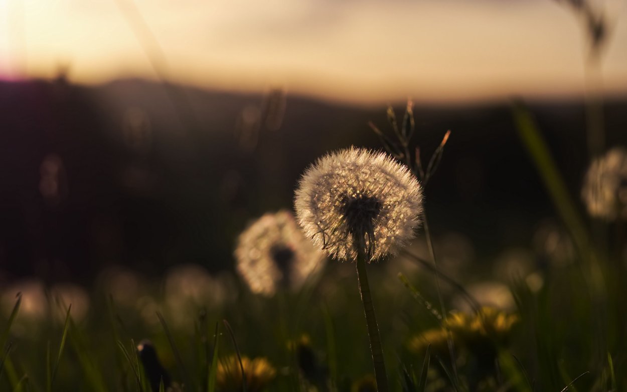 Одуванчики HD