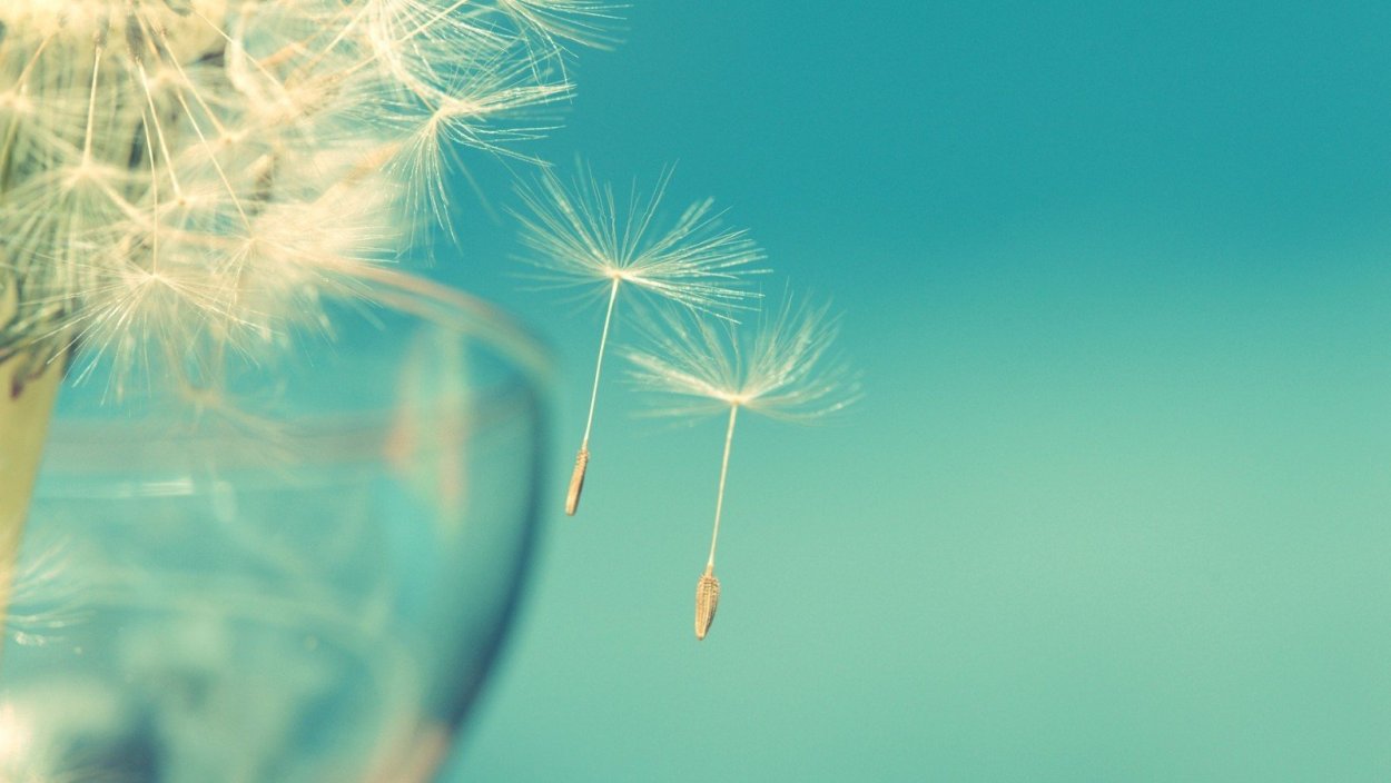 Одуванчик черный на белом фоне