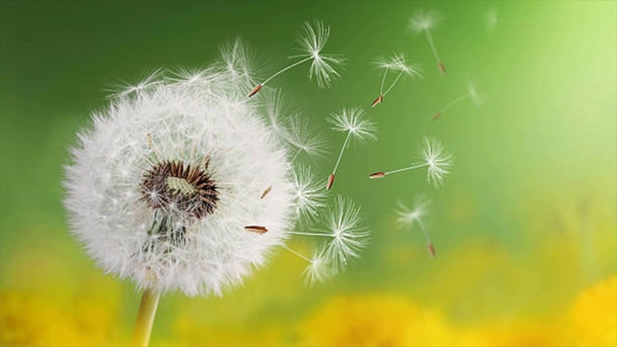 Пушинки одуванчика