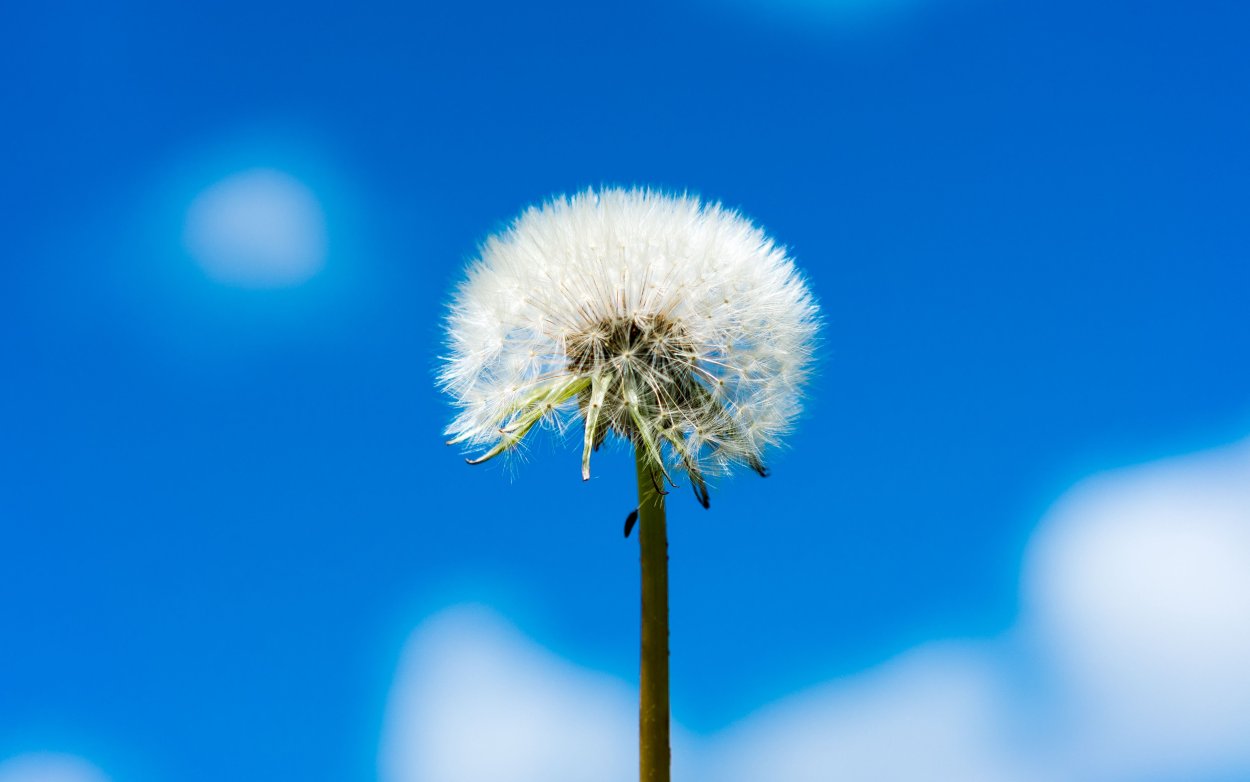 Одуванчик Макросъемка