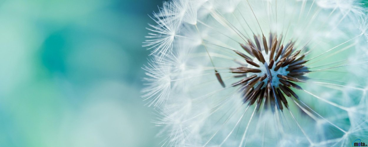 Одуванчик на синем фоне