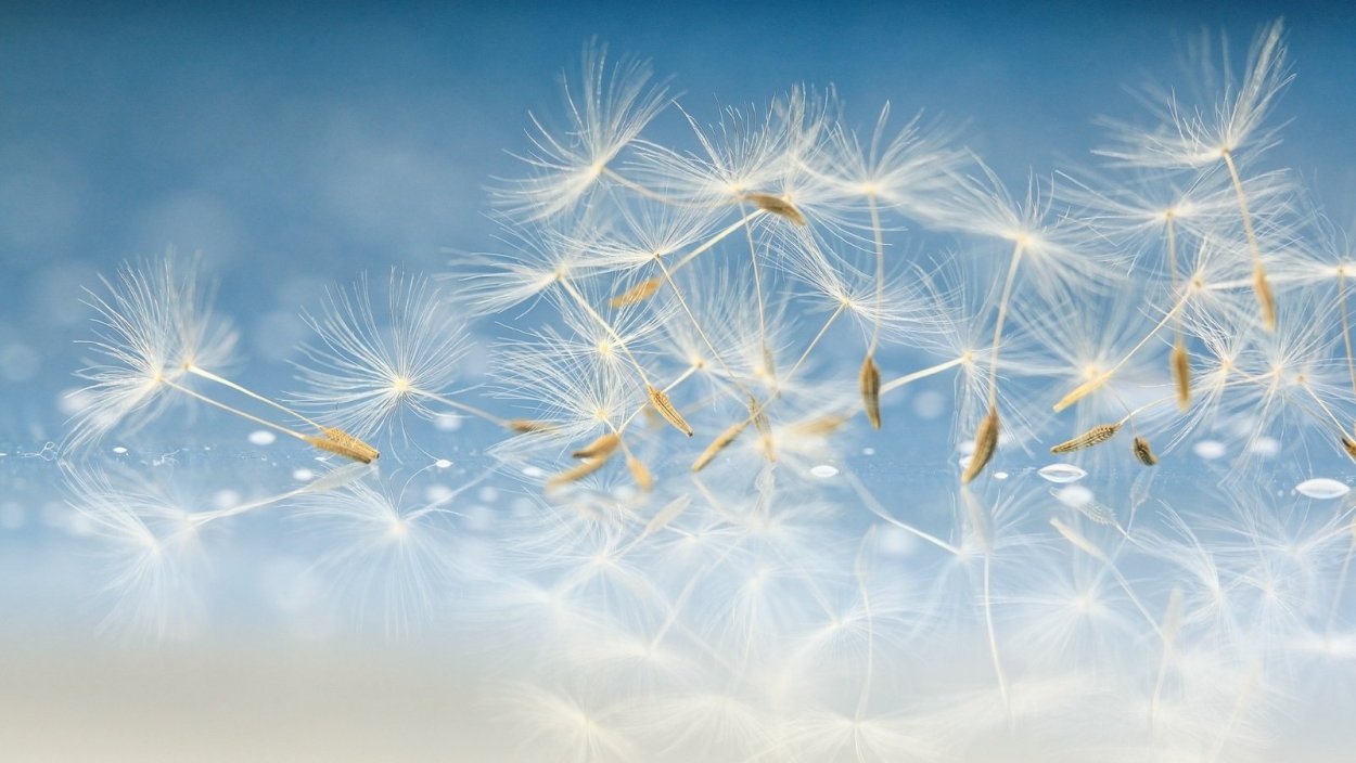 Одуванчики на фоне голубого неба