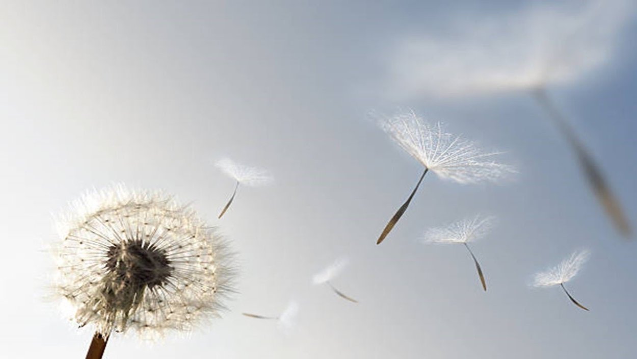 Взлететь на одуванчике