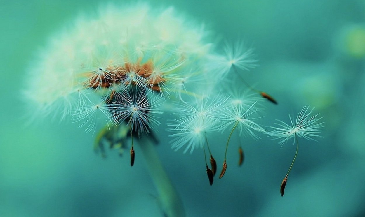 Одуванчики летят над землей