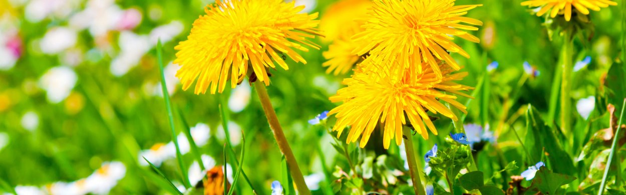 Разноцветные одуванчики