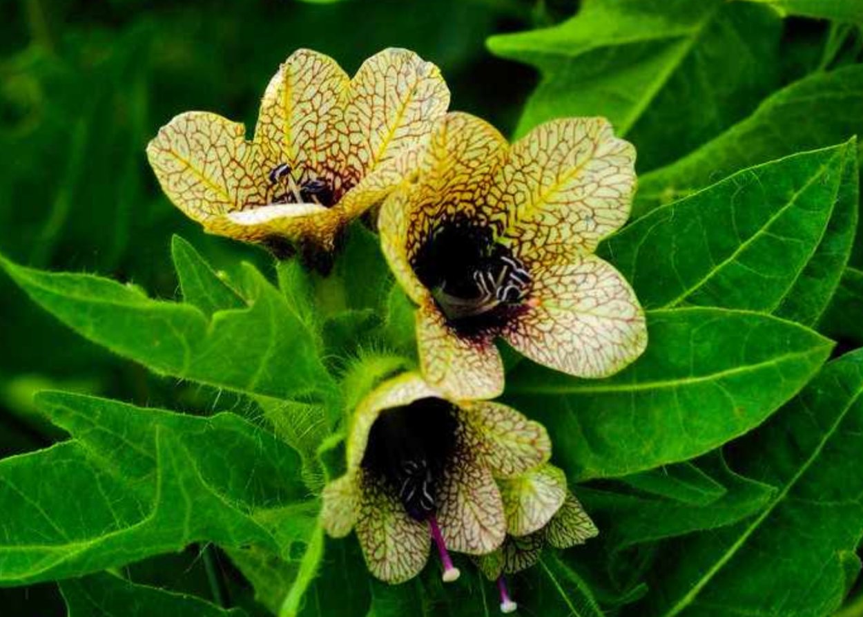 Цветок ясенец Неопалимая Купина