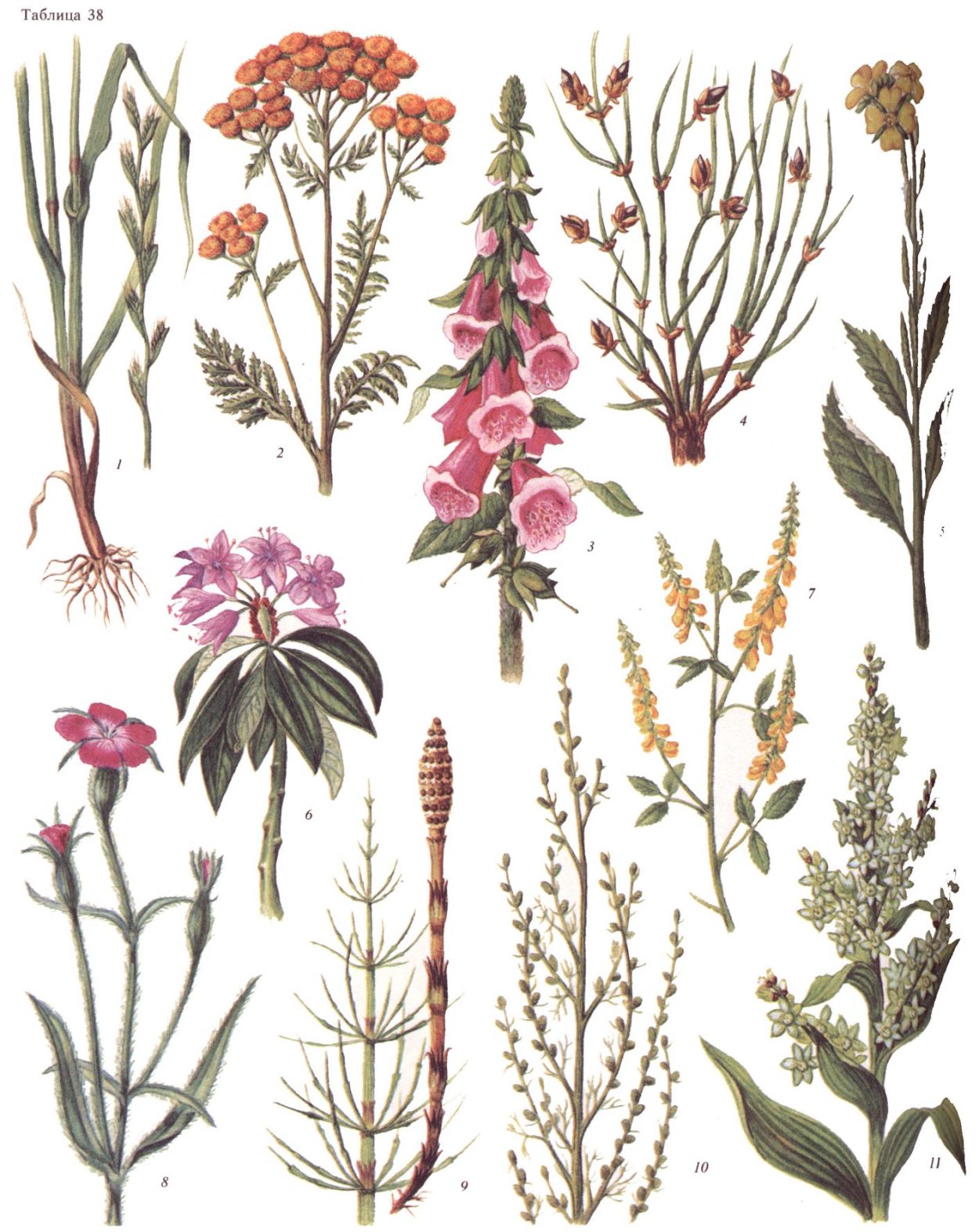 Ясенец кавказский Ботаническая иллюстрация