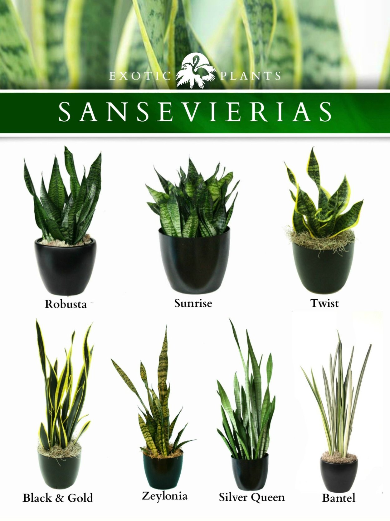 Ясенец цветок ядовитый