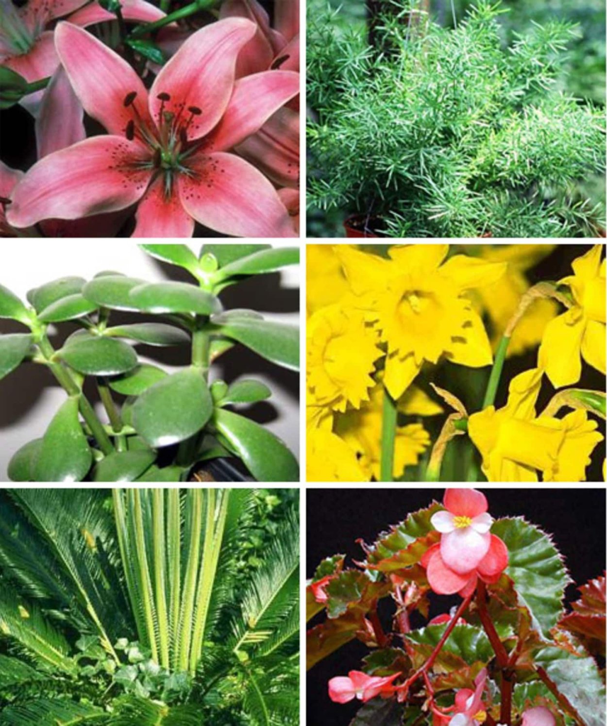 Маленькие белые цветочки ядовитые