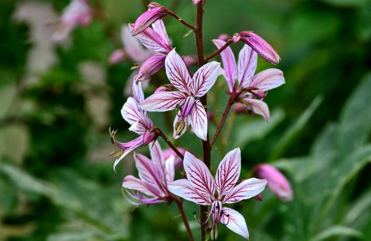 Пуансеттия Млечный сок