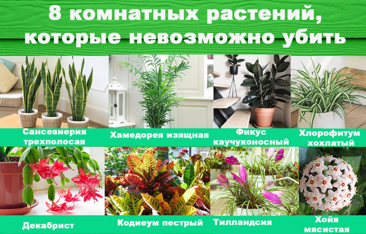 Комнатеые цвета с названтями