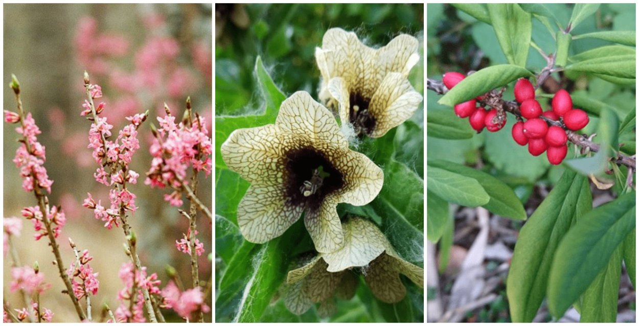 Травы названия